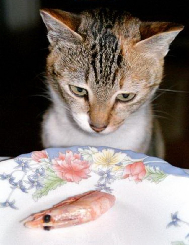 Коты и Кошки