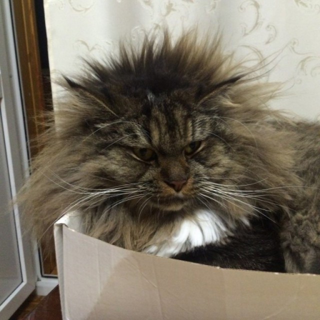 Коты и Кошки