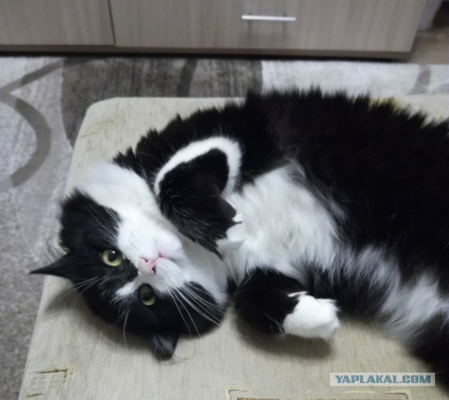 Котовторник