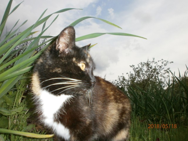 Котовторник 22.05.2018
