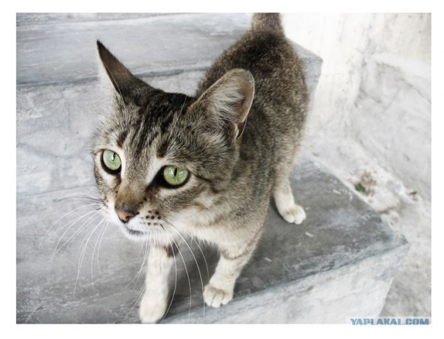 Котовторник на ЯПлакалъ (03.06), котята (31 шт)