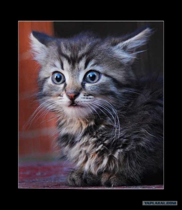 Котовторник на ЯПлакал!