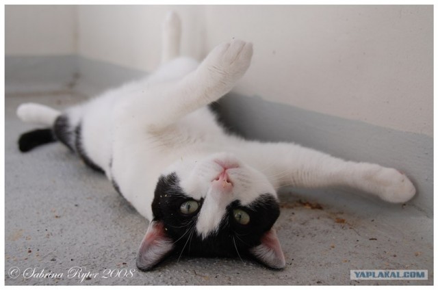 УРРААА ! Котовторник на ЯПлакалъ !