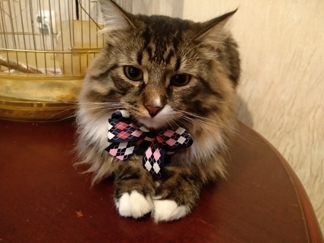 Котовторник 24.07.2018