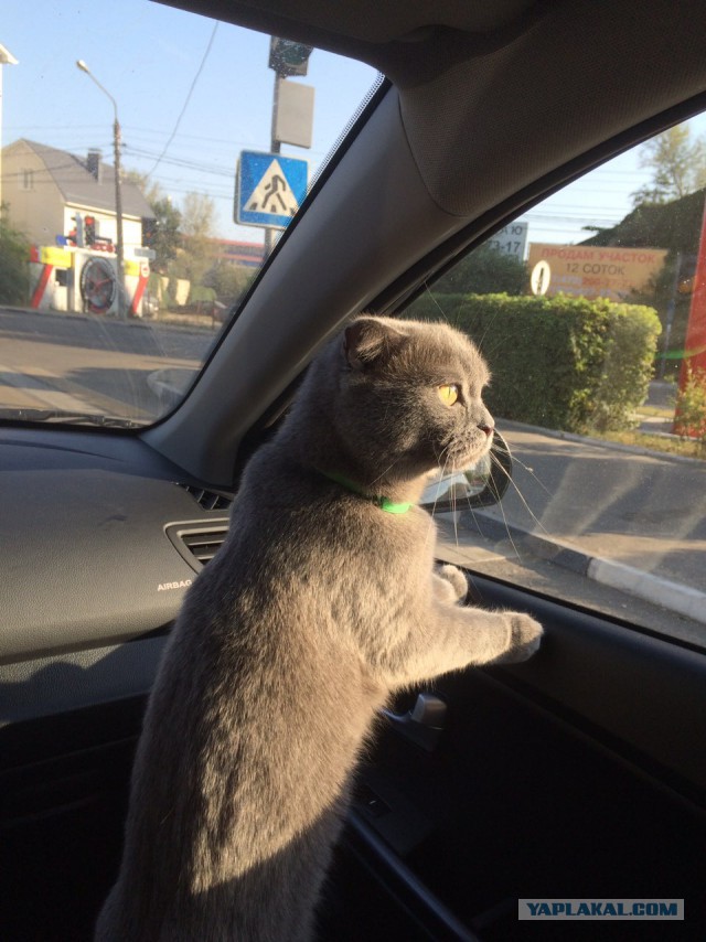 Котовторник 11.09.18.