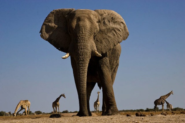 Африканские слоны: вид снизу