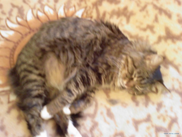 Котовторник 1.02.2011