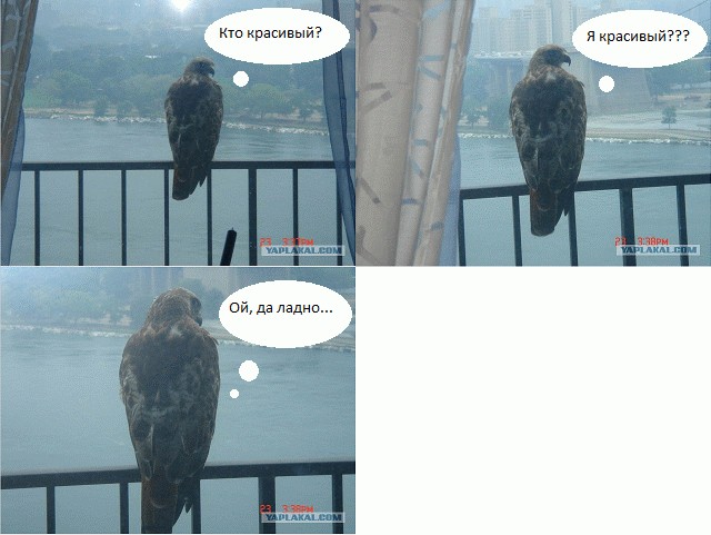 Птичко.