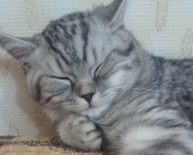 Первый котовторник июля