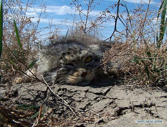 Котовторник (начало в супермаркете!)