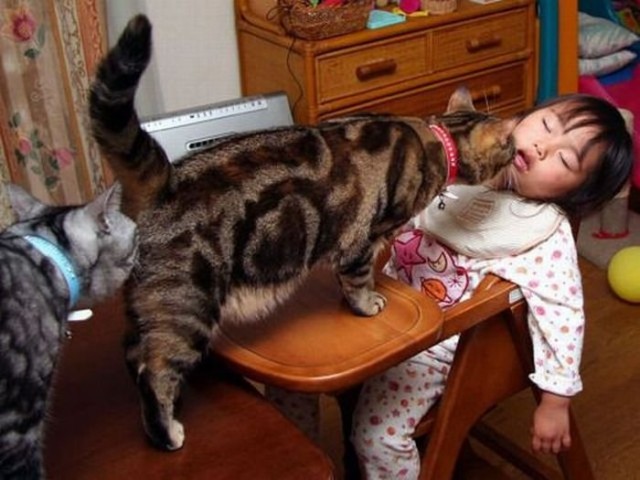 Котовторник!
