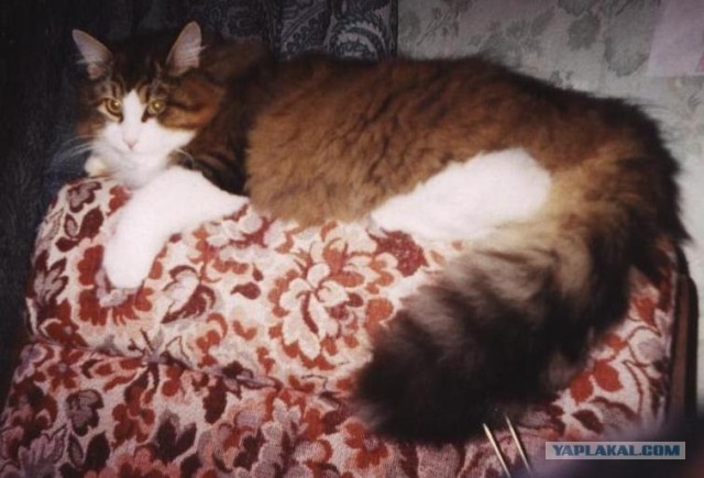 Котовторник 20.12.2011