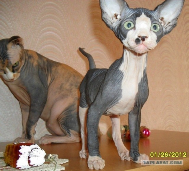 Котовторник (07.02.2012)