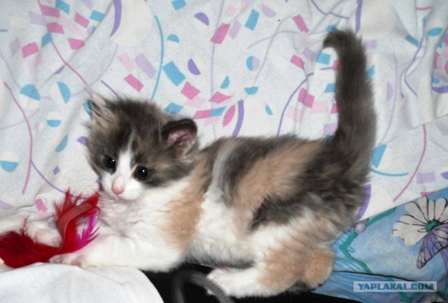 Котовторник 27.03.2012