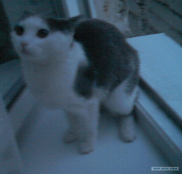 Котовторник 24.04.2012