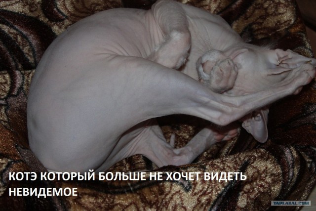 Коты и невидимые предметы 26 фот