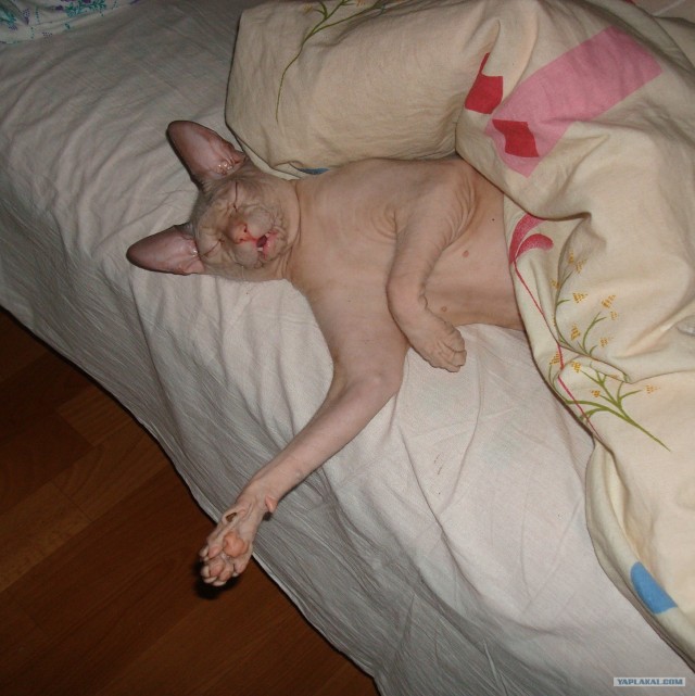 Котовторник (15.05.2012)