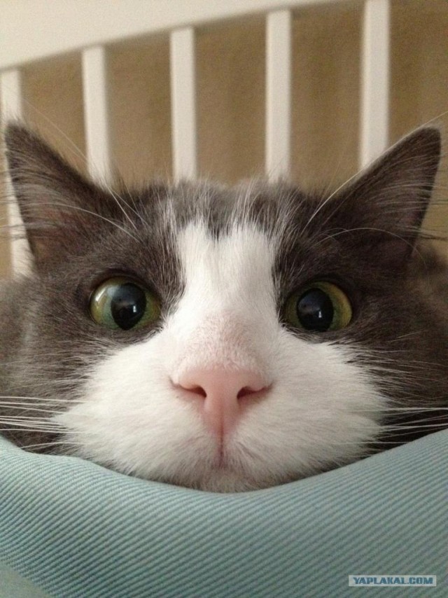 Котовторник  17.07.2012