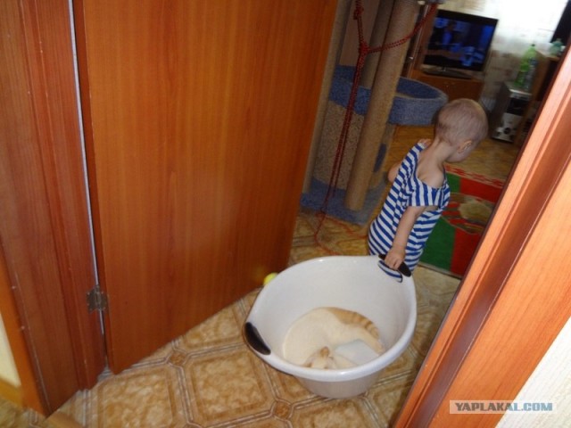 Котовторник  14.08.2012.