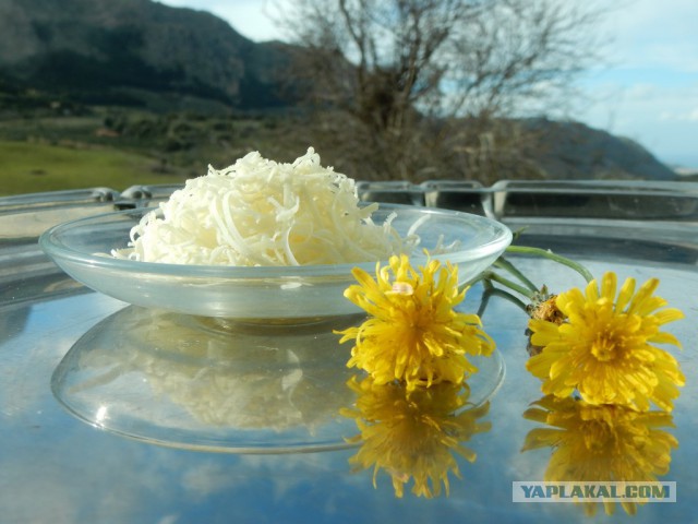 Конопля с грибами