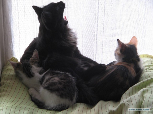Котонянька и котовторник
