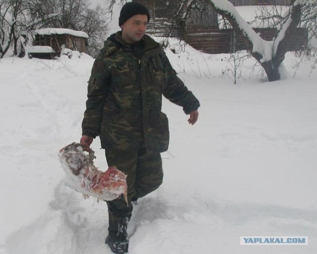 Шамович и волки