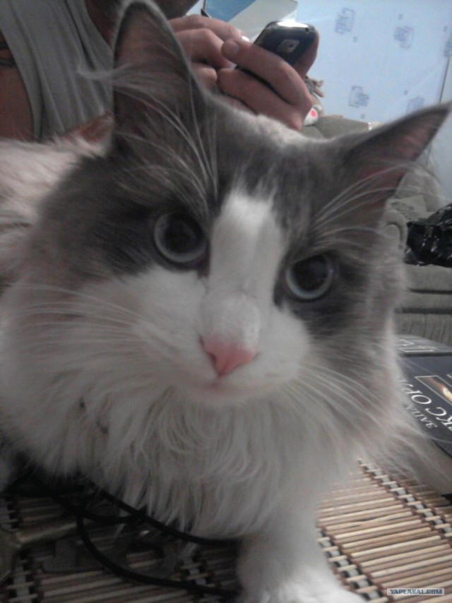 Котовторник 29.01.2013