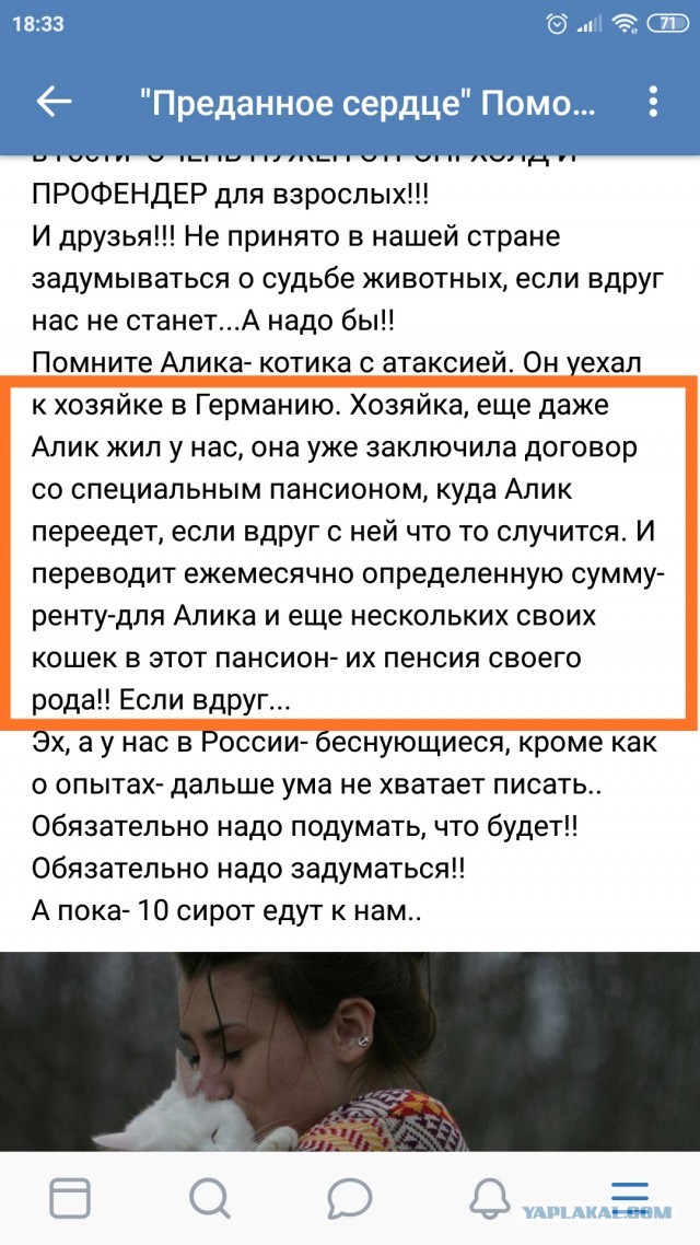 Помогите вернуть кота! Приют "Преданное сердце" украл кота и не отдает!