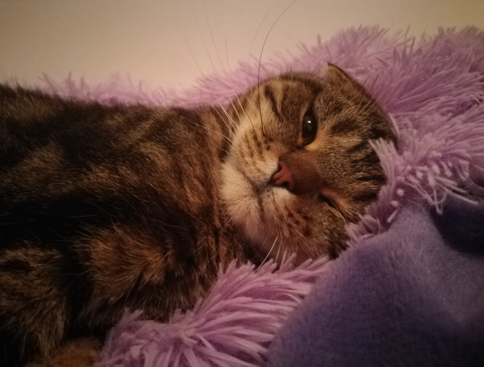 Начнем котоФторник?