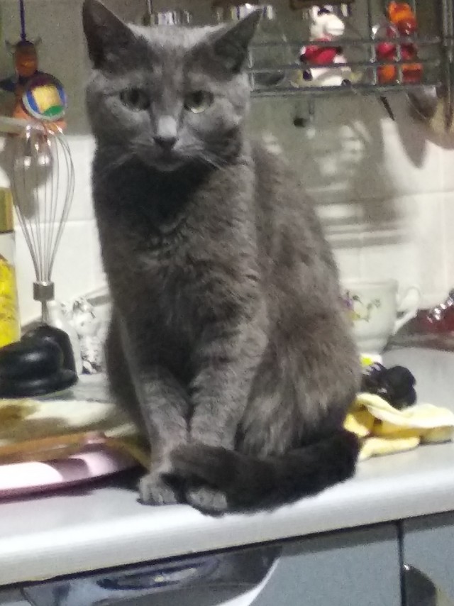 Коты, которые нас порадовали!