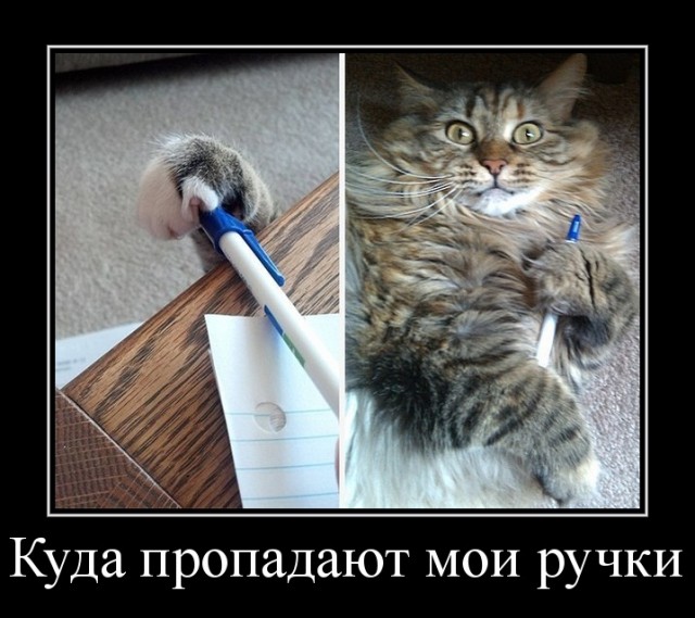 Смешные коты 18.08.20
