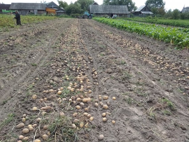 А вы ещё сажаете картошку