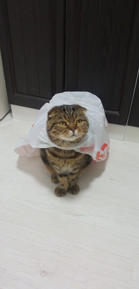 Всех кошатников с Праздником!