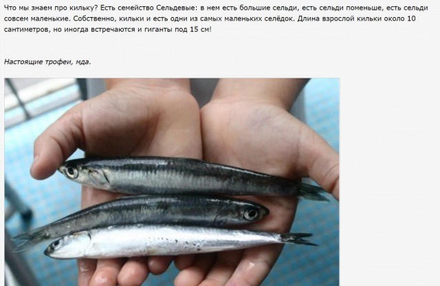 Килька: Селёдка, ставшая культовой в СССР. Её ловят по 600 тысяч тонн в год, а она не кончается. Как так?