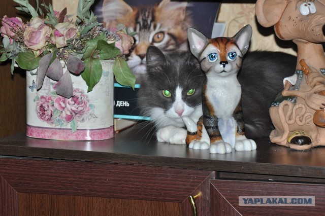 Котовторник!