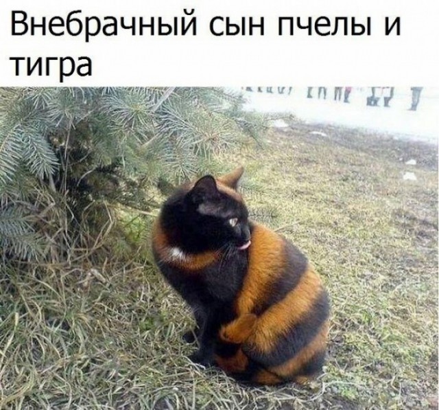 Картинки и мемы для настроения 26.07.2021