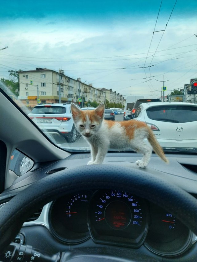 Дурному котёнку 22 км не крюк