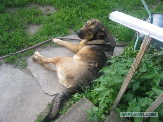 Жизнь домашнего приюта для котеек 356