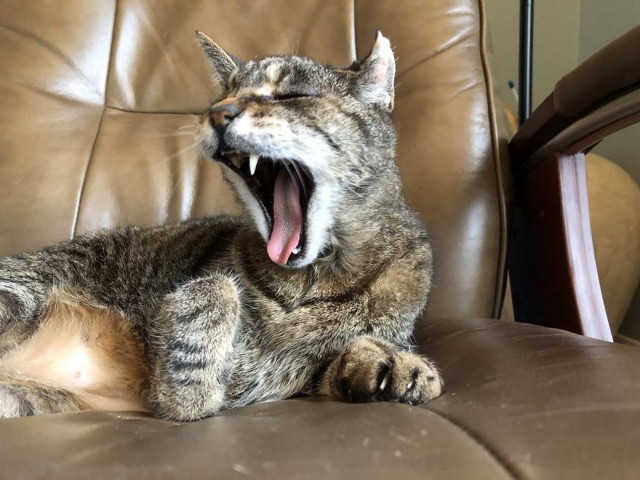 Разные котики