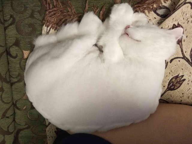 Жизнь домашнего приюта для котеек 367