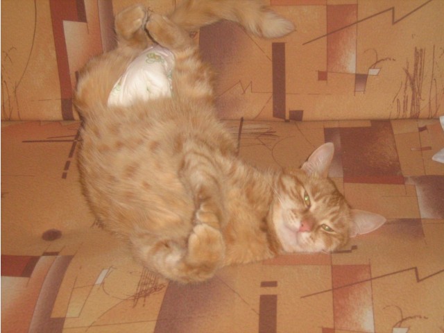 МИРУ - МИР ! Котикам - котовторник !