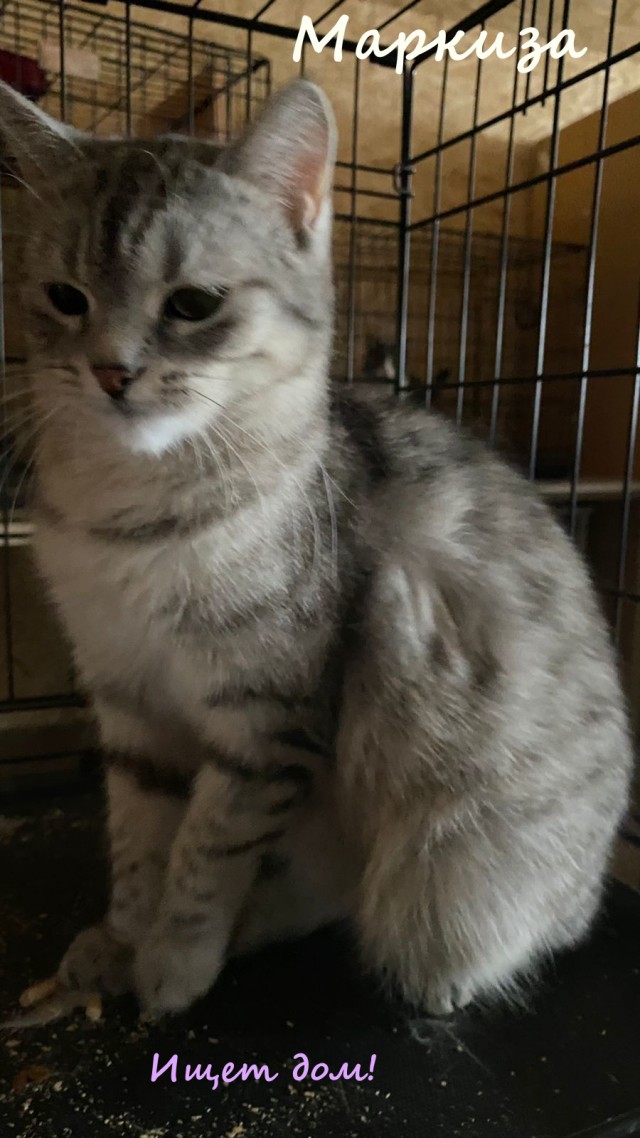 Жизнь домашнего приюта "Котоленд" 329