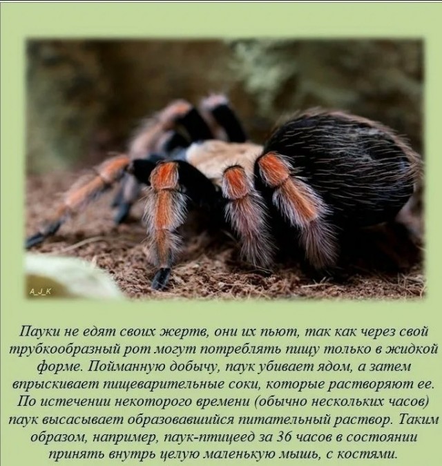 70 удивительных фактов