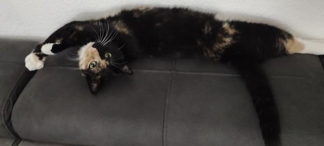 С праздником и котофторником!