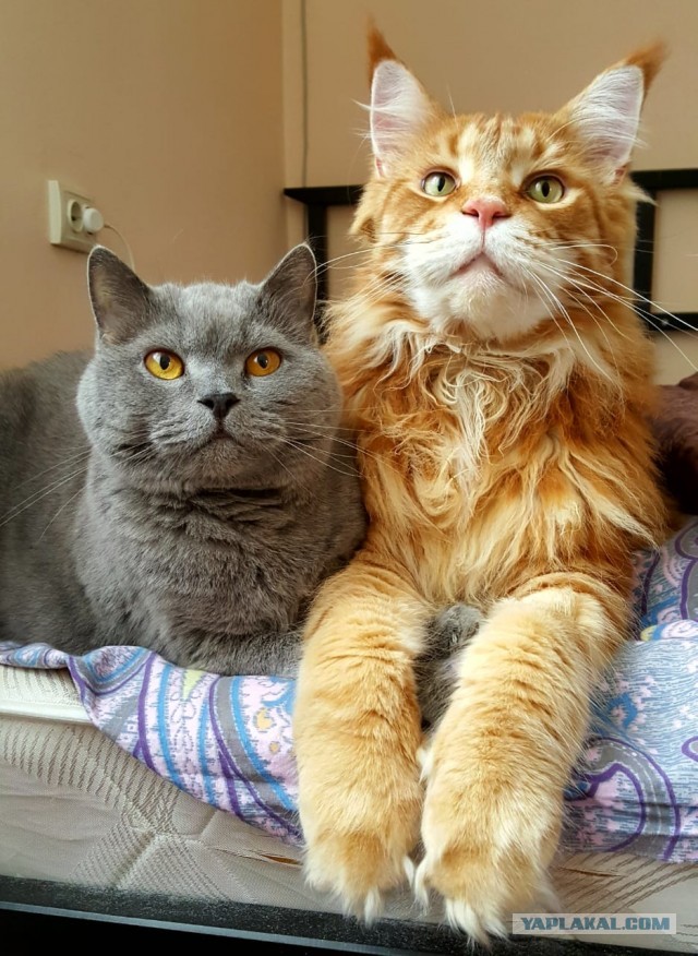 Котовторник ведь начался!