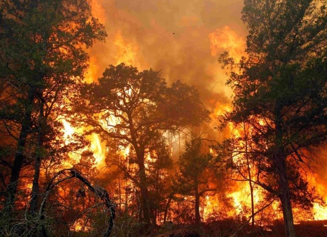 Кто поджигает леса в России?