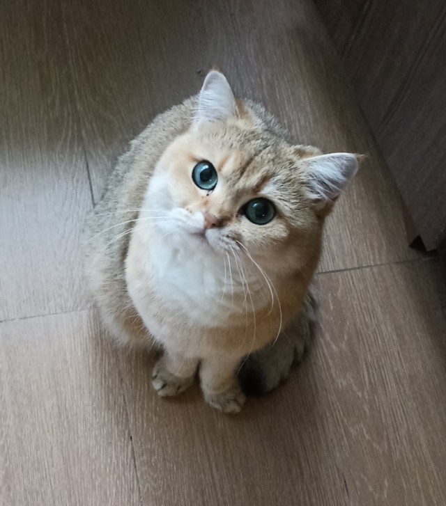 Начну котовторник чуть раньше!