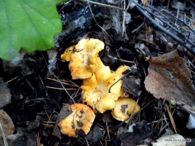 Генералы песчаного карьера