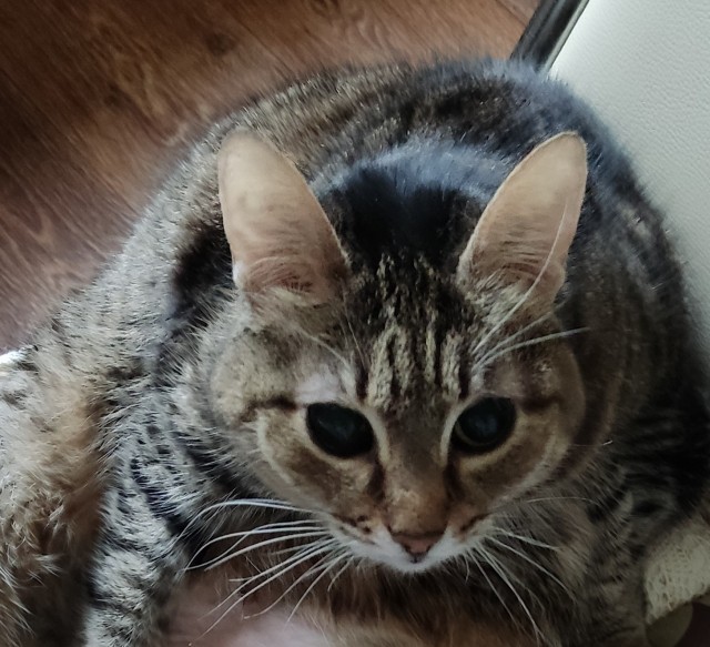 На котовторник