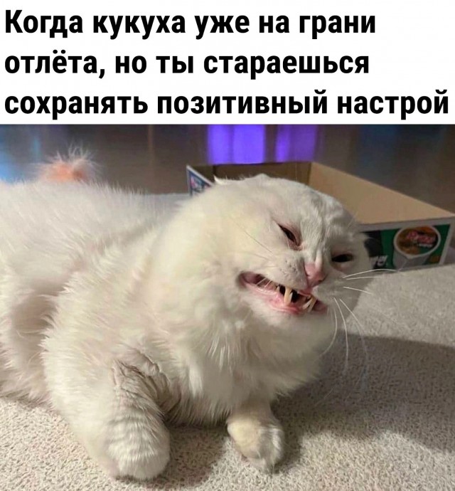 Деградация лайт 13.10.2022
